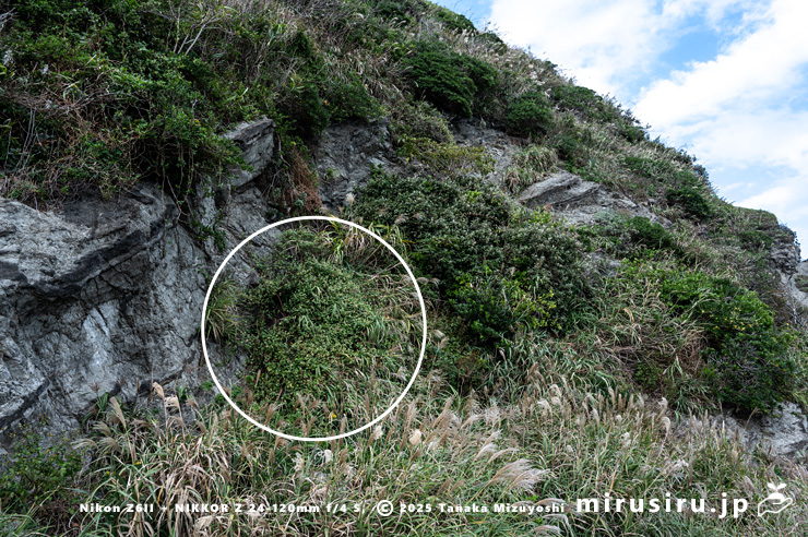 海岸風衝草地に生えた開花中のツルソバ（白丸印）　三浦市・毘沙門海岸　2024/11/08