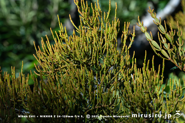 ヒノキバヤドリギ　逗子市久木・逗子ハイランド　2024/11/22