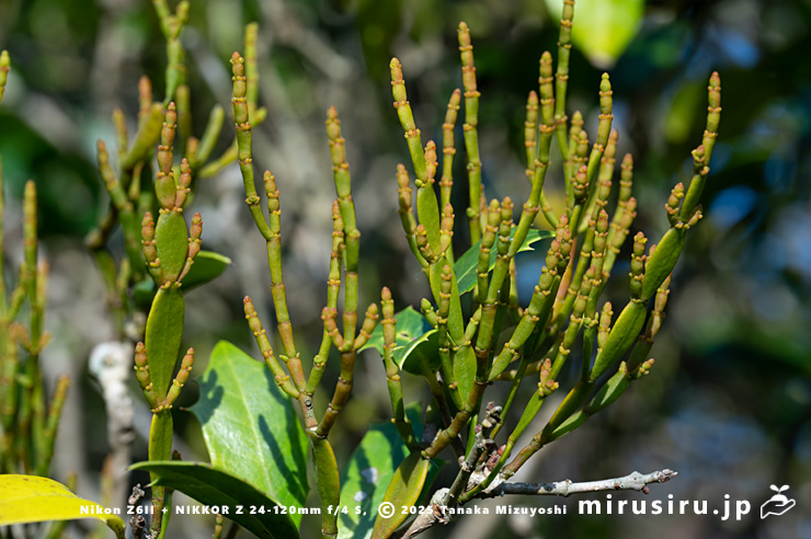 ヒイラギに寄生したヒノキバヤドリギ　逗子市久木・逗子ハイランド　2024/11/22