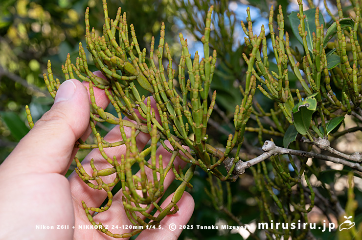 ヒイラギに寄生したヒノキバヤドリギのサイズ感　逗子市久木・逗子ハイランド　2024/11/22