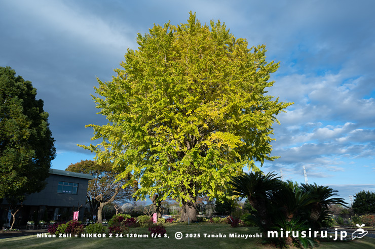 イチョウの黄葉し始め　小田原フラワーガーデン　2024/11/24