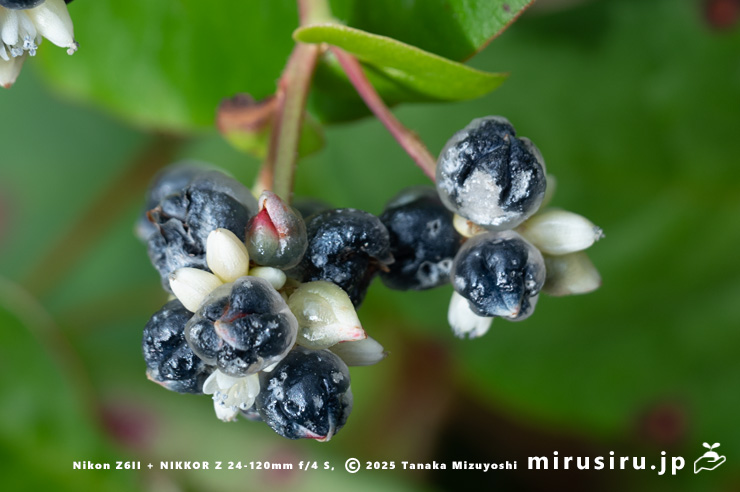 ツルソバの実　静岡県伊東市・城ヶ崎自然研究路　2024/12/02