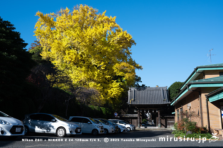 イチョウの黄葉　鎌倉市・長勝寺　2024/12/04