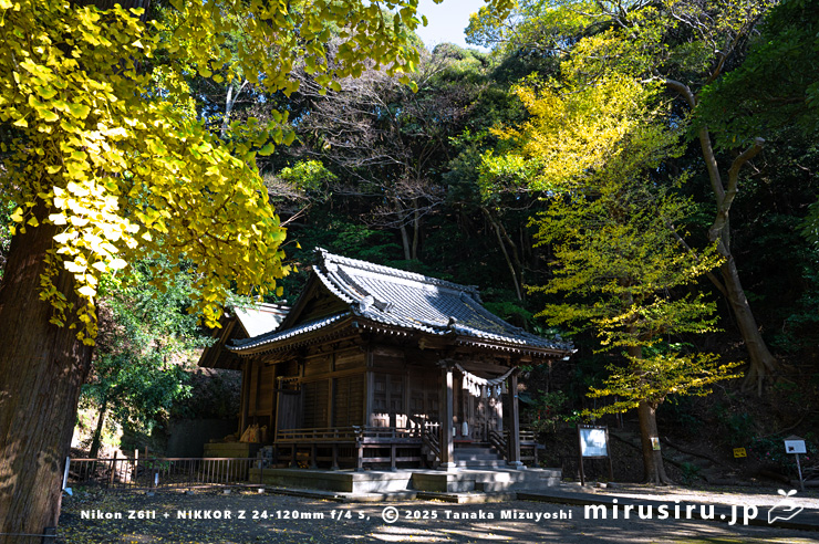 イチョウの黄葉　逗子市山の根・熊野神社　2024/12/04
