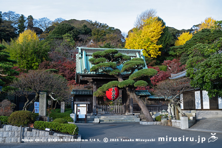 イチョウの黄葉　鎌倉市・長谷寺　2024/12/05