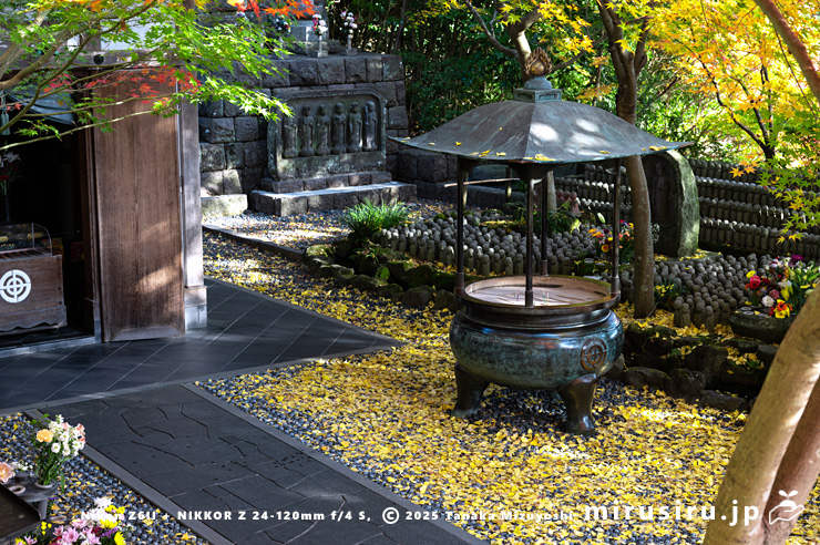 イチョウの黄葉　鎌倉市・長谷寺・地蔵堂　2024/12/05