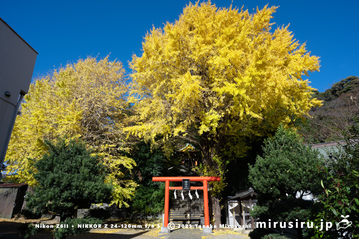 かまくらと三浦半島の古木・名木50選「雷神社のイチョウ」の黄葉　横須賀市追浜本町・雷神社　2024/12/06