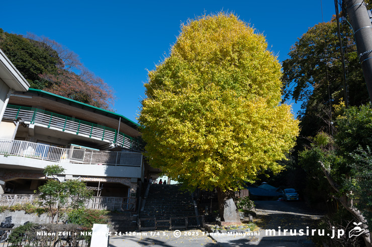 イチョウの黄葉　逗子市沼間・法勝寺・かぐのみ幼稚園　2024/12/10