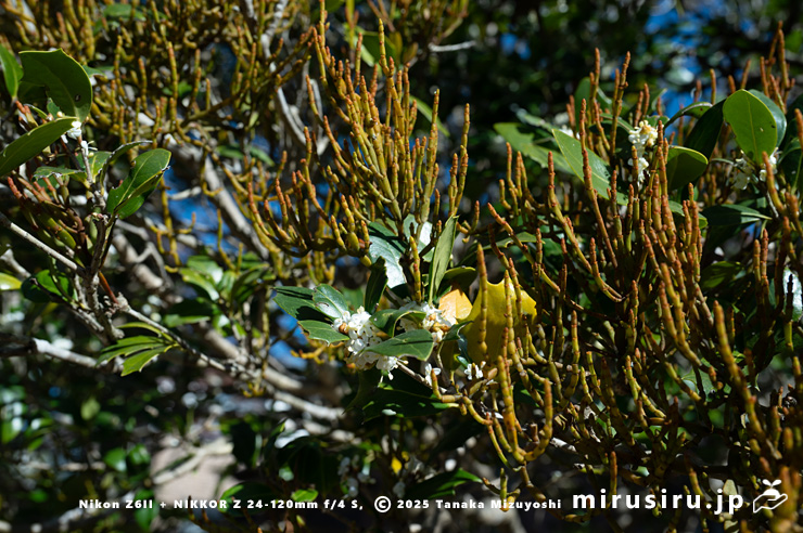 ヒイラギに寄生したヒノキバヤドリギ　逗子市久木・逗子ハイランド　2024/12/10