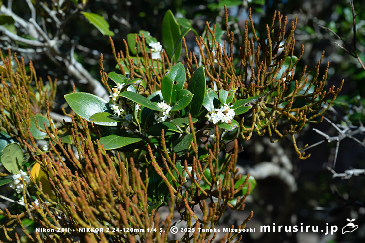 ヒイラギに寄生したヒノキバヤドリギ　逗子市久木・逗子ハイランド　2024/12/10