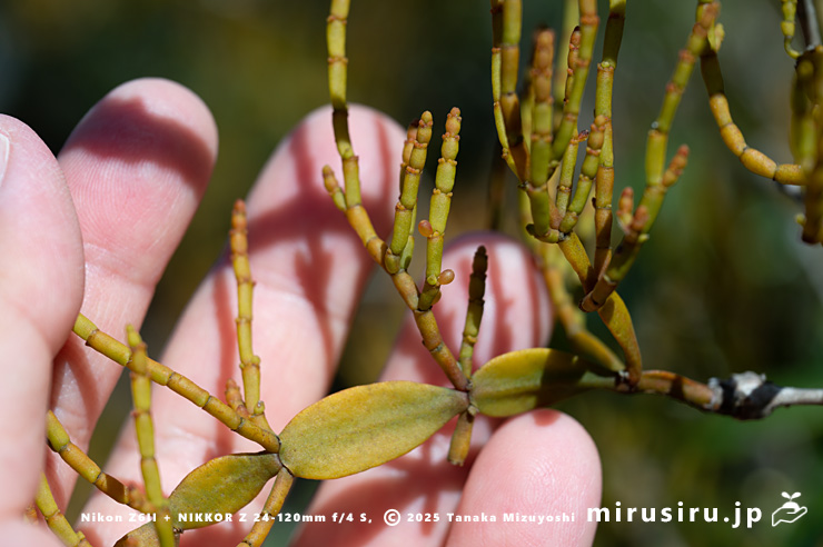 ヒノキバヤドリギの実のサイズ感　逗子市久木・逗子ハイランド　2024/12/10