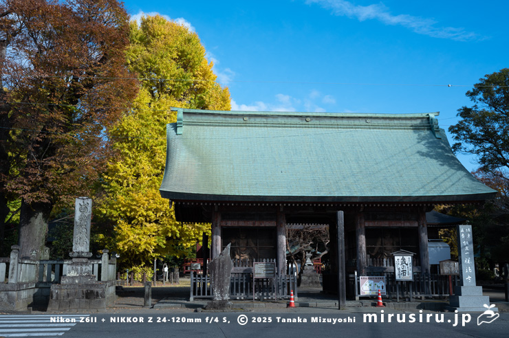 県指定天然記念物「勝福寺の大イチョウ」の黄葉　小田原市・勝福寺（飯泉観音）・仁王門　2024/12/12