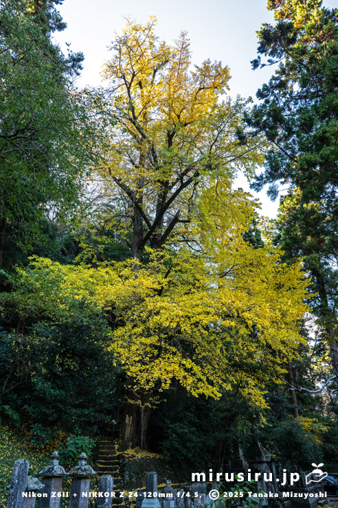 市指定天然記念物「イチョウ」の黄葉　鎌倉市・比企ガ谷・妙本寺　2024/12/15