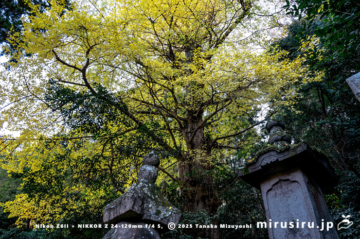 市指定天然記念物「イチョウ」の黄葉　鎌倉市・比企ガ谷・妙本寺　2024/12/15