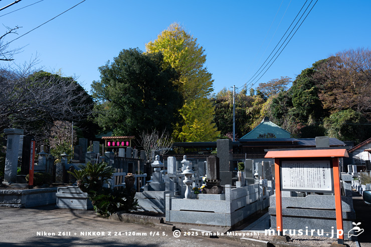 かまくらと三浦半島の古木・名木50選「延寿寺のイチョウ」の黄葉　三浦市初声町下宮田　2024/12/16
