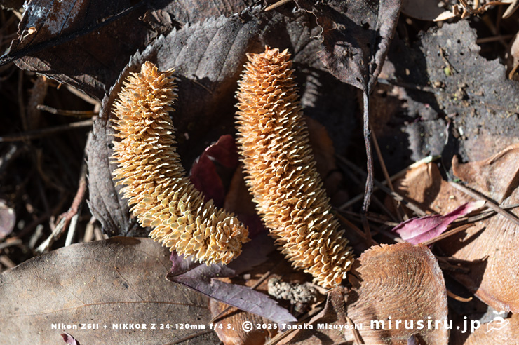 ヒマラヤスギ（ヒマラヤシーダ）の咲き終わって地面に落ちた雄花　平塚市土屋　2025/01/05