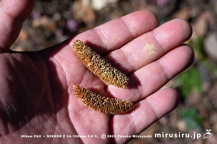 ヒマラヤスギ（ヒマラヤシーダ）の咲き終わって地面に落ちた雄花　平塚市土屋　2025/01/05