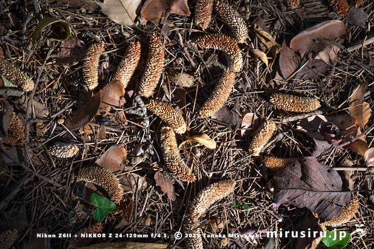 ヒマラヤスギ（ヒマラヤシーダ）の咲き終わって地面に落ちた雄花　平塚市土屋　2025/01/05
