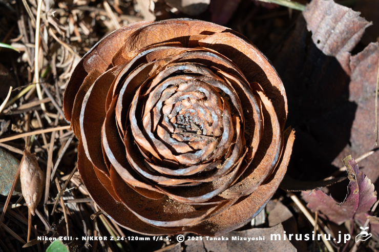 ヒマラヤスギ（ヒマラヤシーダ）の地面に落ちた実（シダーローズ）　平塚市　2025/01/05