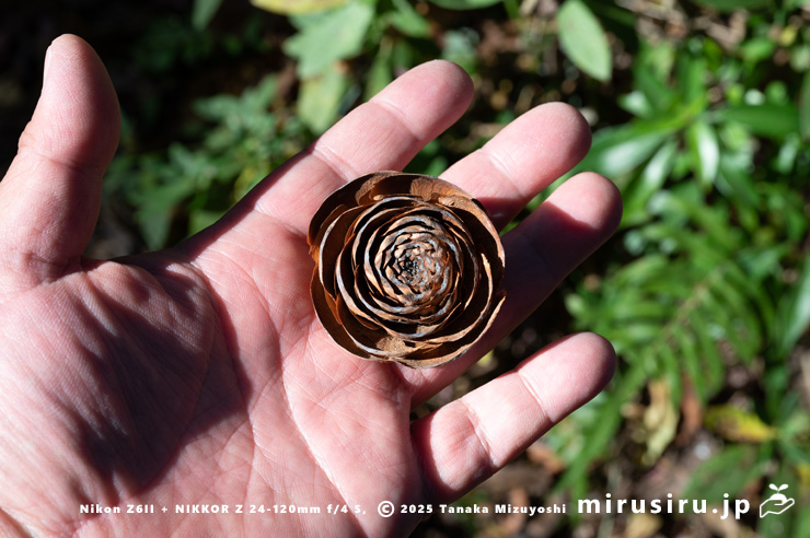 ヒマラヤスギ（ヒマラヤシーダ）の地面に落ちた実（シダーローズ）　平塚市　2025/01/05