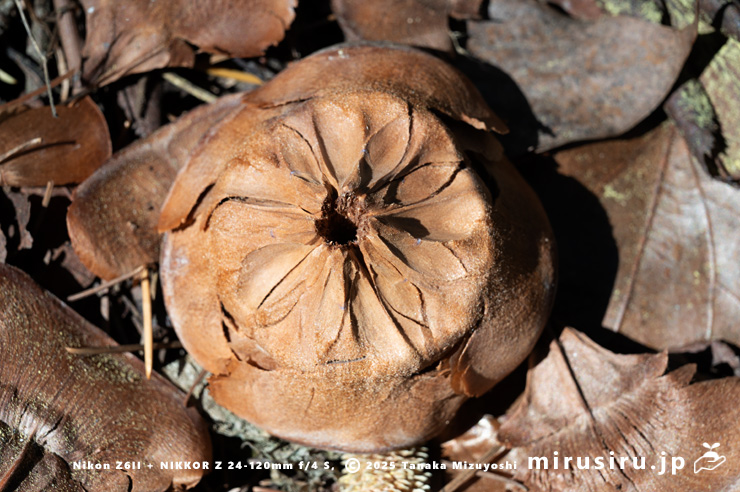 ヒマラヤスギ（ヒマラヤシーダ）の地面に落ちた実（シダーローズ）の裏側　平塚市　2025/01/05