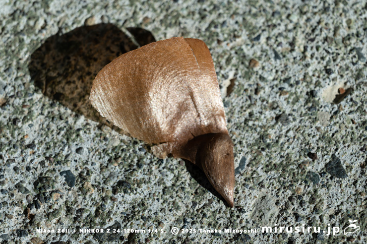 ヒマラヤスギ（ヒマラヤシーダ）の種子　平塚市　2025/01/05