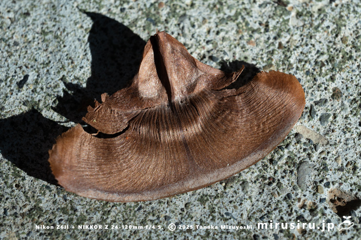 ヒマラヤスギ（ヒマラヤシーダ）の鱗片　平塚市　2025/01/05
