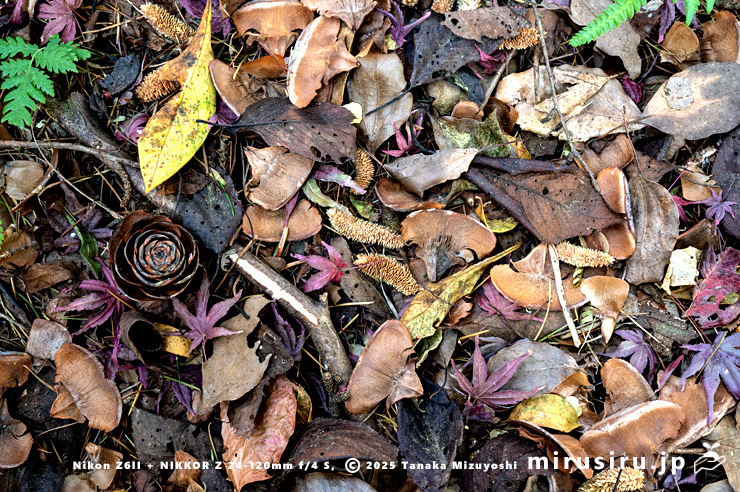 ヒマラヤスギ（ヒマラヤシーダ）の木の下で見られる落下物　平塚市　2025/01/05