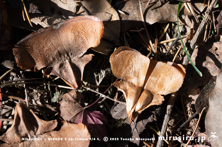 ヒマラヤスギ（ヒマラヤシーダ）の鱗片と種子　平塚市　2025/01/05