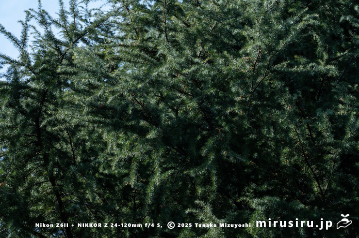 ヒマラヤスギ（ヒマラヤシーダ）の葉　平塚市土屋　2025/01/05