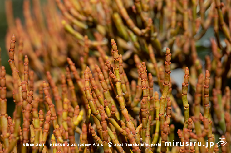 紅葉したヒノキバヤドリギ　逗子市久木・逗子ハイランド　2025/01/08