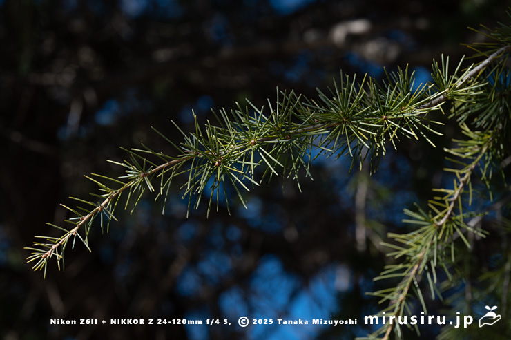 ヒマラヤスギ（ヒマラヤシーダ）の葉　平塚市高村・高村公園　2025/01/10