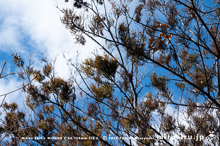 カエデに寄生したヒノキバヤドリギの群生　秦野市・南が丘公園　2025/01/10