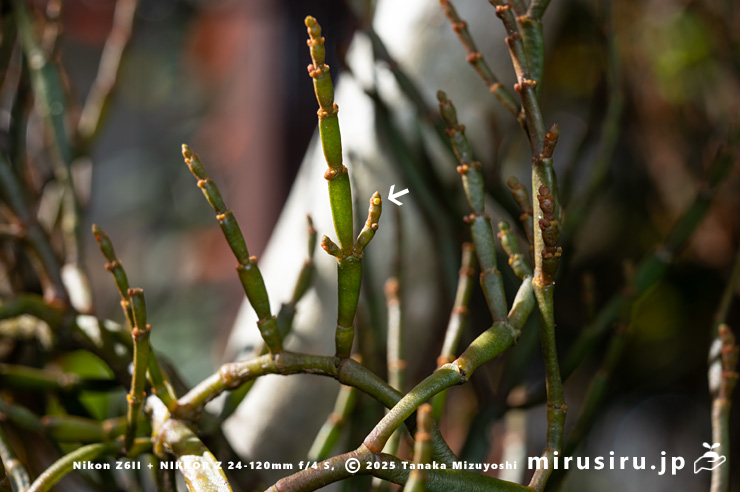 ヒノキバヤドリギの雄花（白色矢印）　秦野市・南が丘公園　2025/01/10