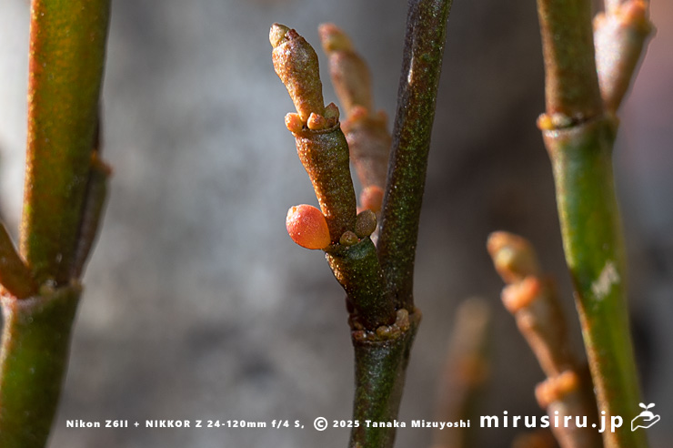 ヒノキバヤドリギの実　秦野市・南が丘公園　2025/01/10