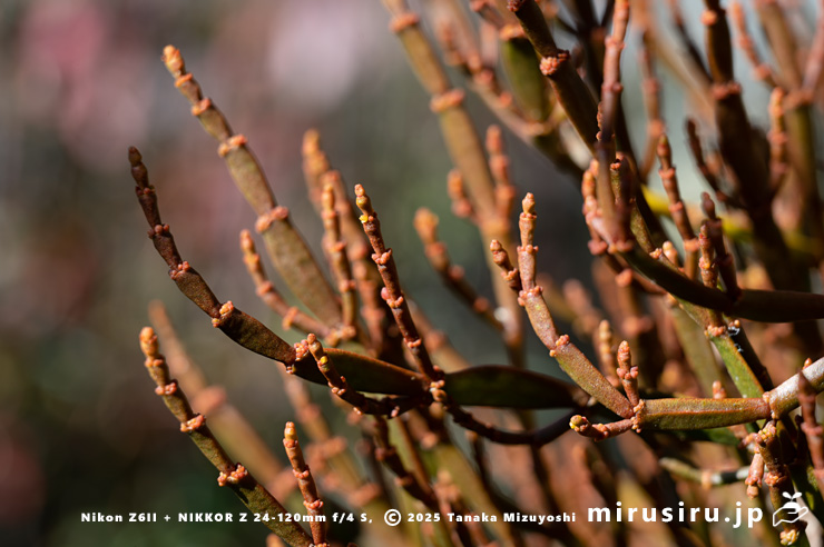 紅葉したヒノキバヤドリギ　秦野市・南が丘公園　2025/01/10