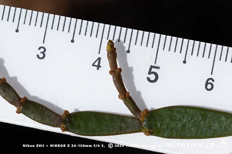 ヒノキバヤドリギの雄花（花径1mm未満）　秦野市・南が丘公園　2025/01/10