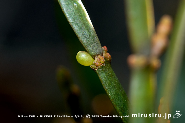 ヒノキバヤドリギの実　秦野市・南が丘公園　2025/01/10