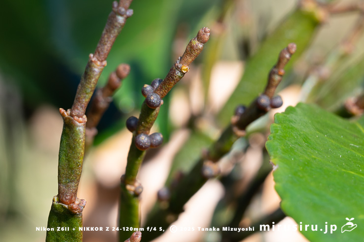 ヒノキバヤドリギの実　秦野市・南が丘公園　2025/01/10