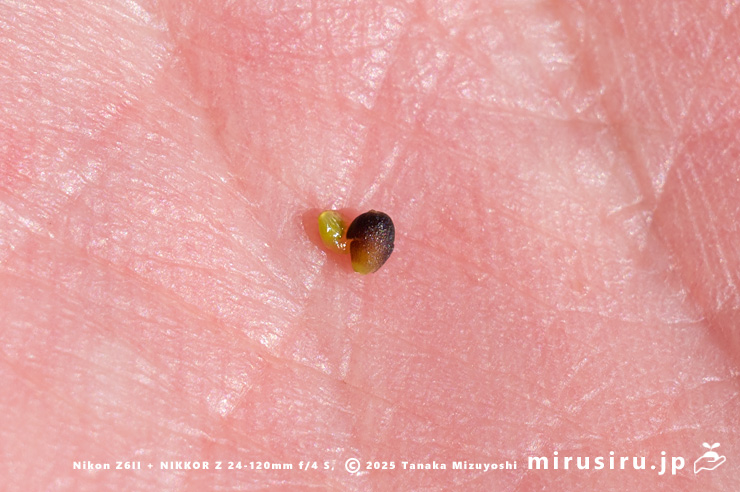 ヒノキバヤドリギの実と（人為的に外に出した）種子　秦野市・南が丘公園　2025/01/10