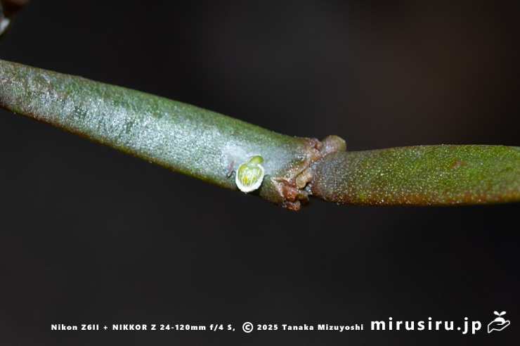 ヒノキバヤドリギに生えたヒノキバヤドリギの幼株　秦野市・南が丘公園　2025/01/10