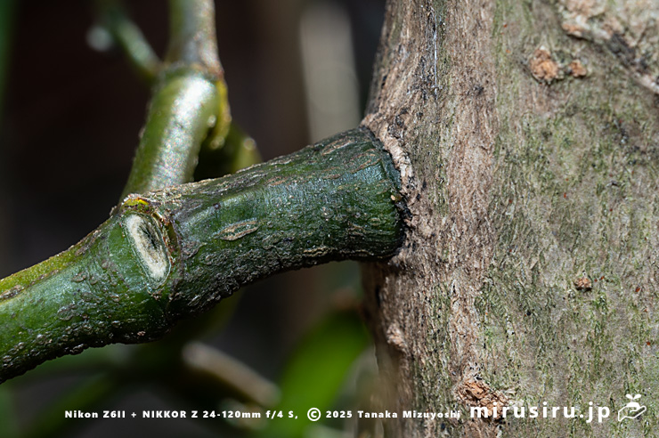 トウネズミモチの幹に寄生したヒノキバヤドリギの株元　秦野市・南が丘公園　2025/01/10