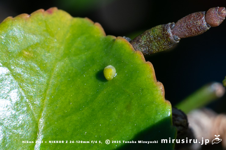 カンツバキの葉に付着したヒノキバヤドリギの種子　秦野市・南が丘公園　2025/01/10