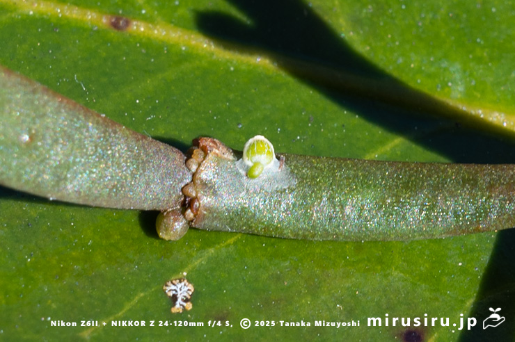 ヒノキバヤドリギに生えたヒノキバヤドリギの幼株　秦野市・南が丘公園　2025/01/10