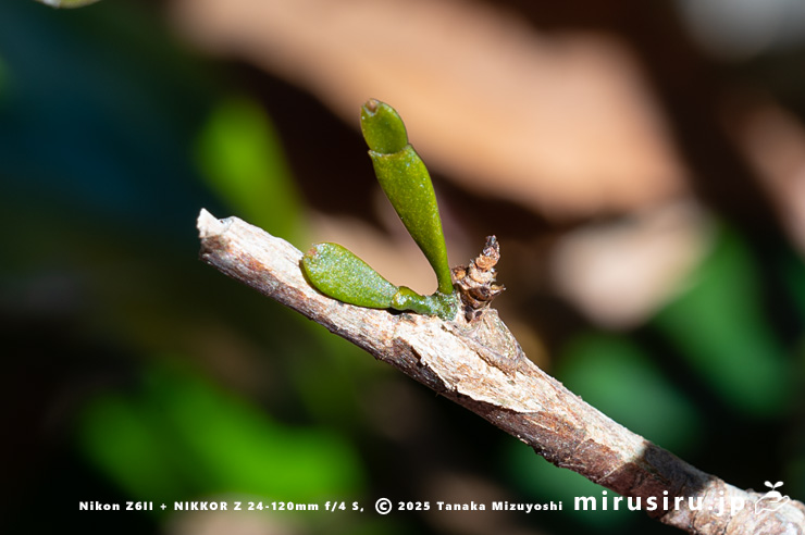 カンツバキの枝に生えたヒノキバヤドリギの幼株　秦野市・南が丘公園　2025/01/10