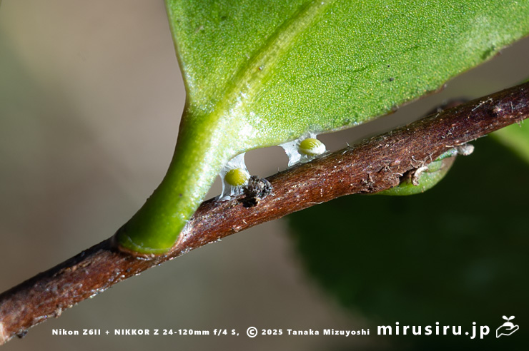 カンツバキの枝に付着したヒノキバヤドリギの種子　秦野市・南が丘公園　2025/01/10