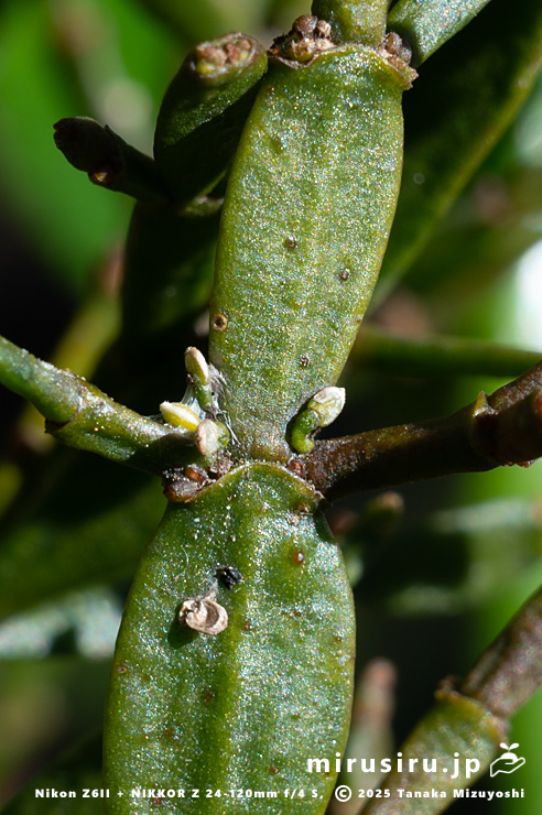 実があった場所に生え出たヒノキバヤドリギの幼株　秦野市・南が丘公園　2025/01/10