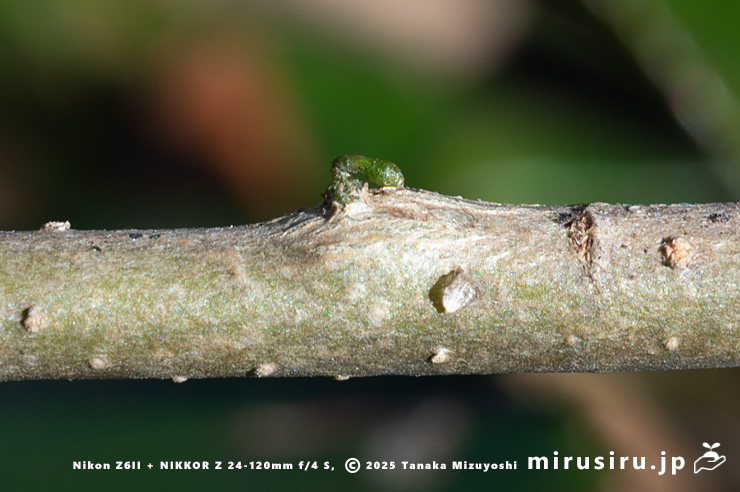 カンツバキの幹に生え出たヒノキバヤドリギの幼株　秦野市・南が丘公園　2025/01/10