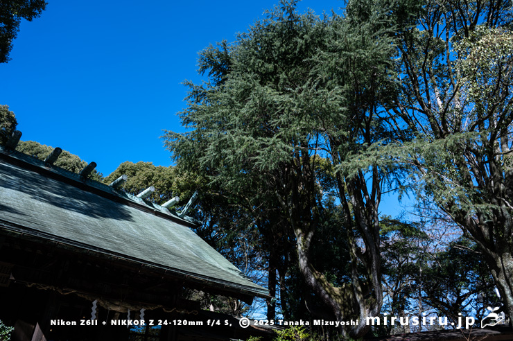 社殿脇に植えられたヒマラヤスギ（ヒマラヤシーダ）　小田原市・報徳二宮神社　2025/01/11
