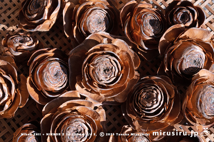 ヒマラヤスギ（ヒマラヤシーダ）の地面に落ちた実（シダーローズ）　平塚市　2025/01/14